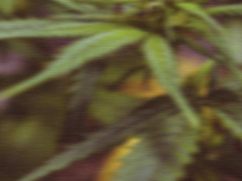 The Benefits of CBD Isolate: A THC-Free Wellness Solution